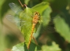 J01_3372 Sympetrum striolatum female